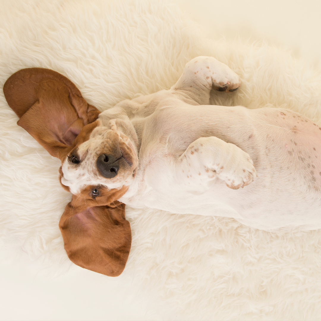 Prebi&oacute;ticos e probi&oacute;ticos: melhorar a sa&uacute;de intestinal do seu c&atilde;o